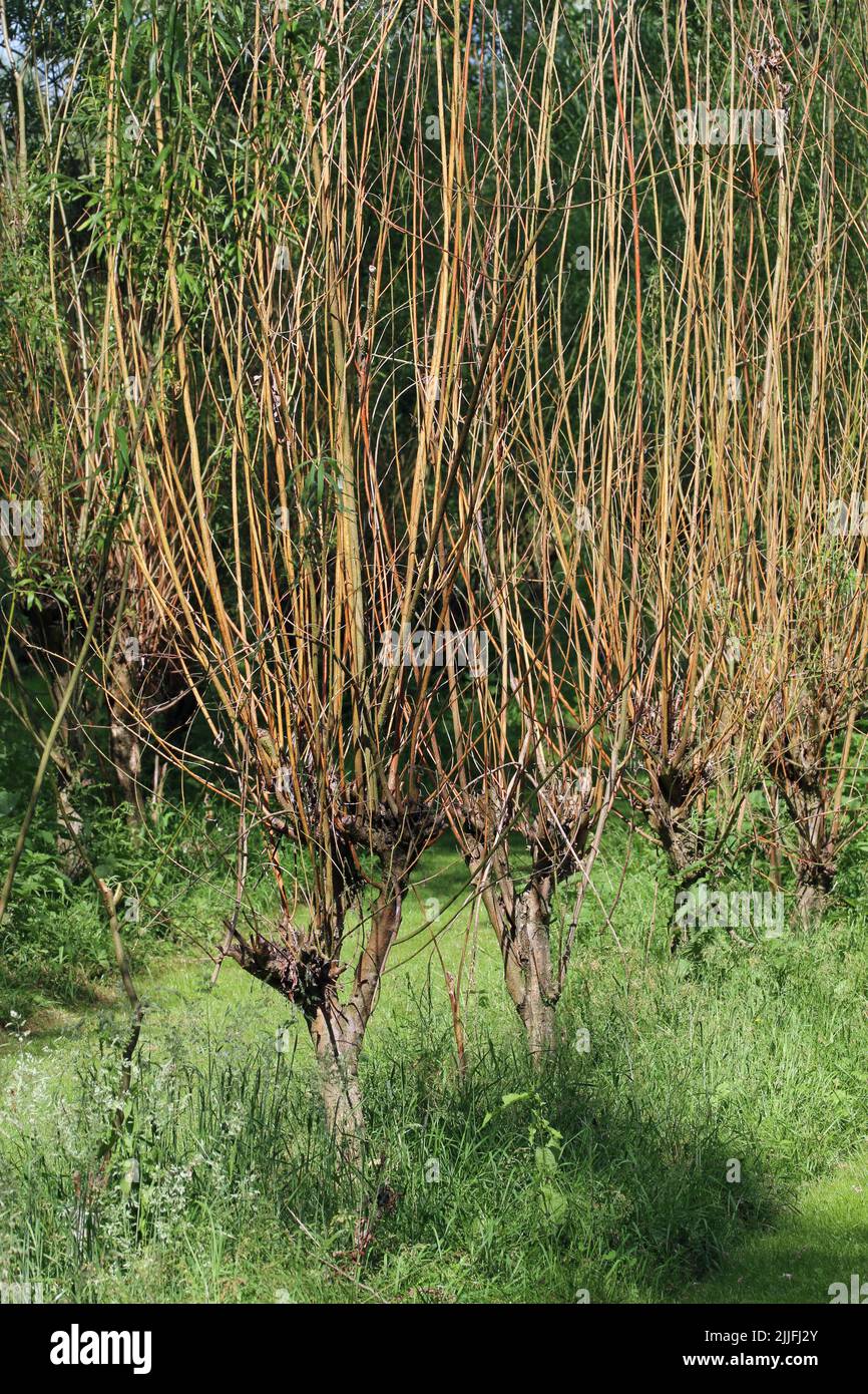 Osier willow bed, Salix species, with growing withy stems ready for cutting with more trees blurred in the background. Stock Photo