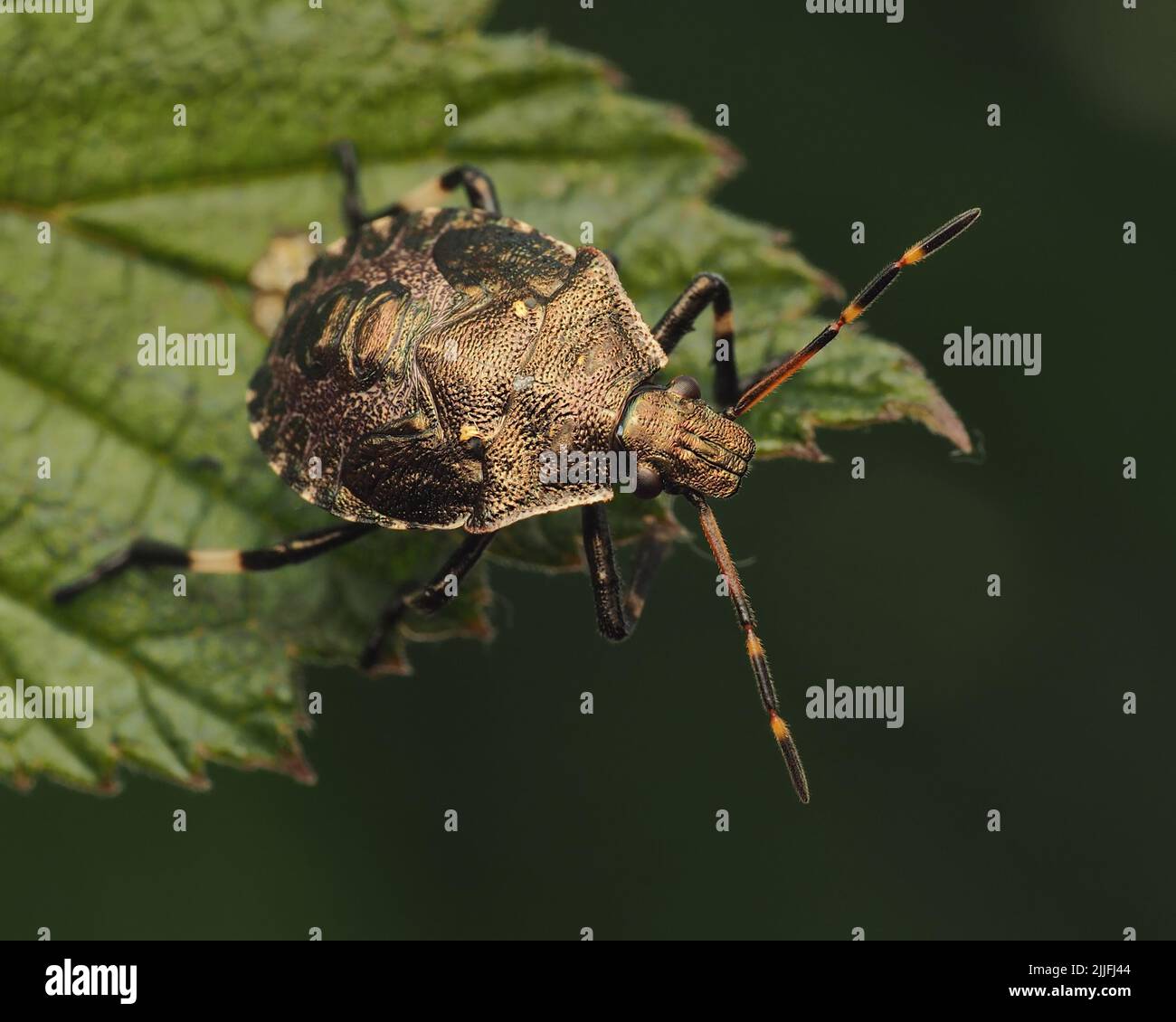Spiked Shieldbug nymph (Picromerus bidens) on edge of bramble leaf Stock Photo