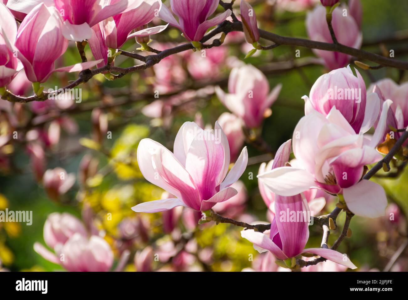 Magnolia tree in summer magnolia hi-res stock photography and images ...
