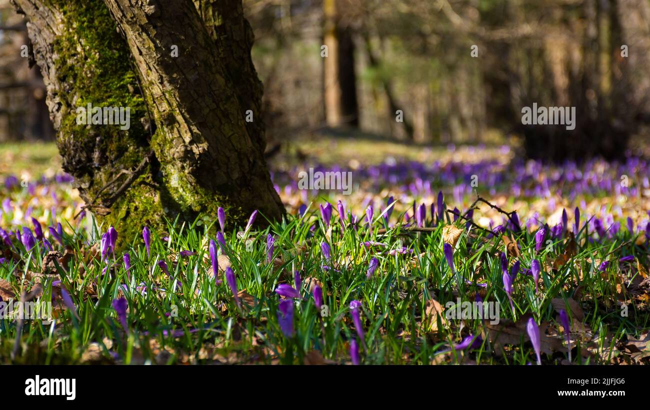 purple blooming nature background. crocus flowers in the garden on a sunny day in spring Stock Photo