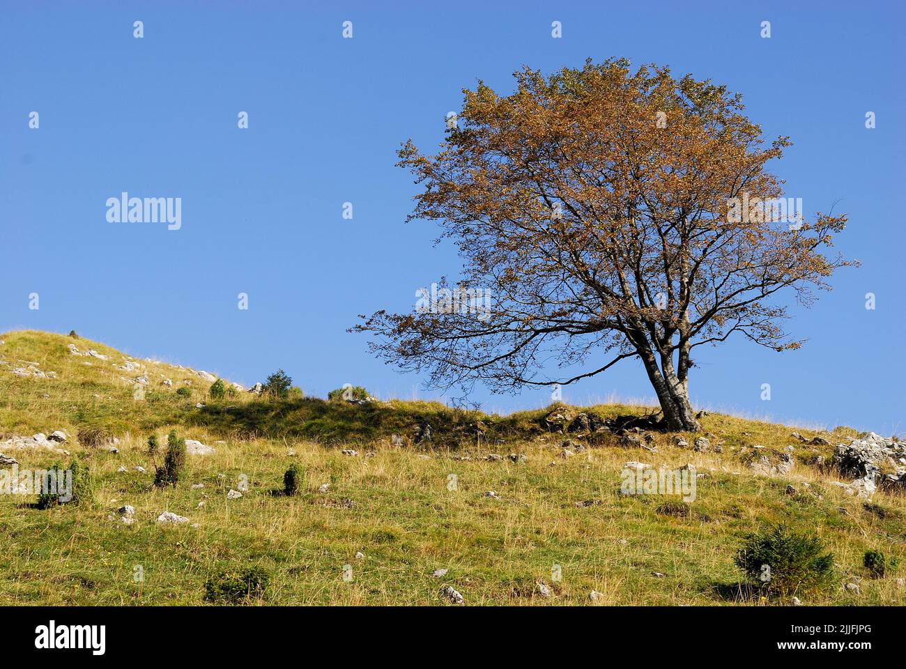 Mount Grappa, Veneto, Italy. Beech (Fagus) is a genus of ten species of deciduous trees in the family Fagaceae, native to temperate Europe, Asia and North America. Stock Photo