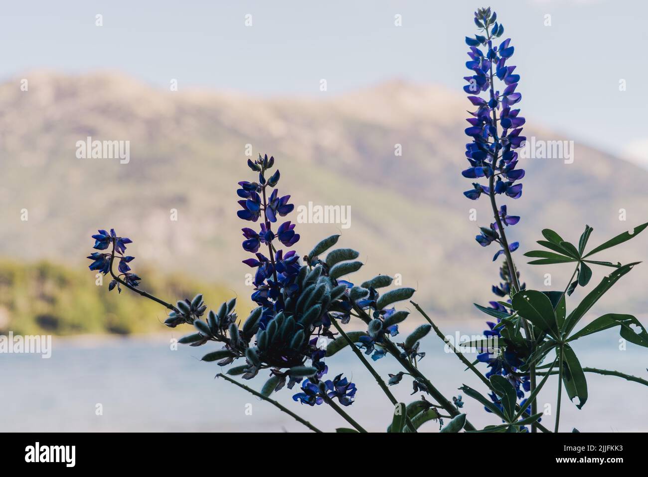 A closeup shot of bluebonnets blossoming near the sea Stock Photo