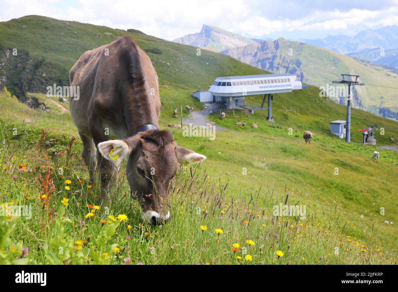 Calf grazing on the Diedamskopf alpine summit in the Bregenz region of Vorarlberg, Austria. Stock Photo