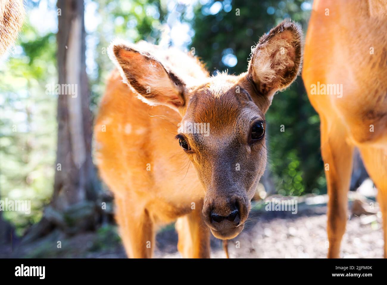 Curious fawn looks at camera. Cute little spotted deer portrait. Stock Photo