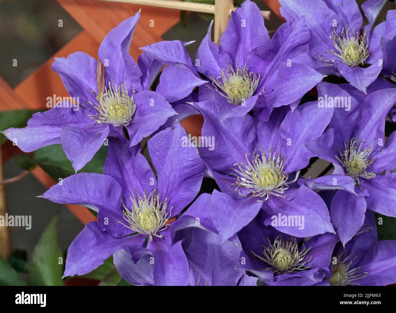 Clematis Olympia Stock Photo