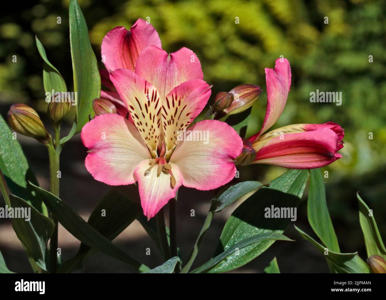 Alstroemeria Summer Breeze (Peruvian Lily) Stock Photo
