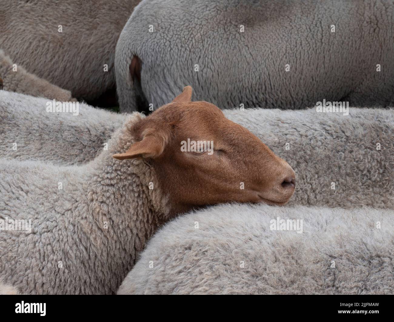 The Belgian sheep, breed called Ardennes Voskop Stock Photo