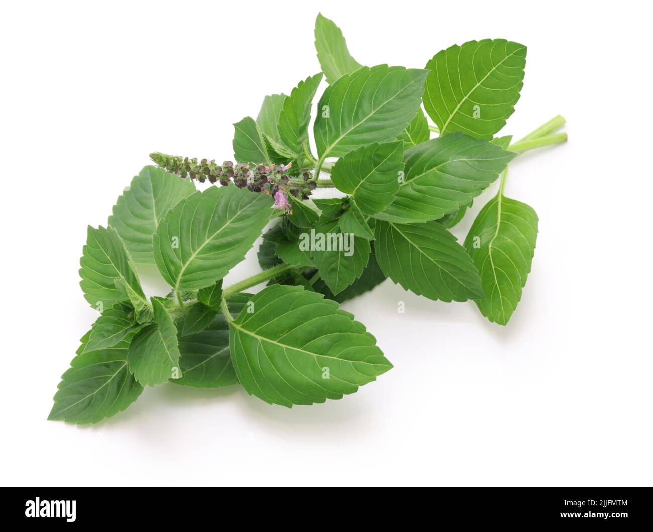 Thai holy basil ( Krapow ) isolated on white background Stock Photo Alamy