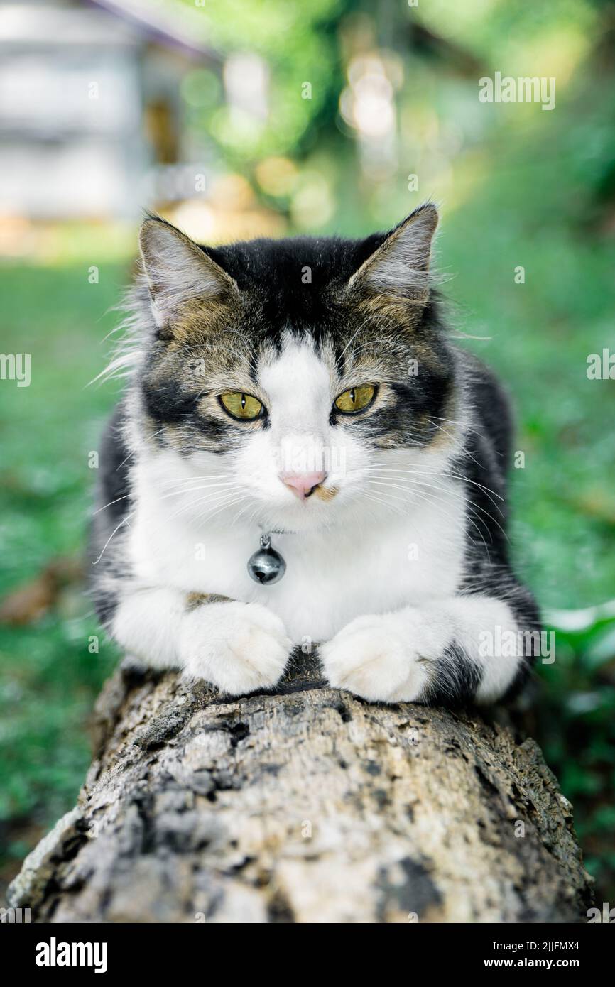 The black cat is playing in the yard Stock Photo Alamy