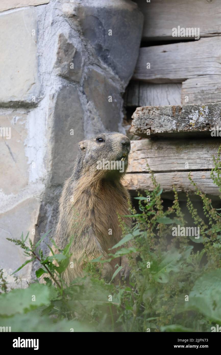 Alpine marmot (Marmota marmota) at an old building that the animal has taken residence in. Photographed at Tannberg, Vorarlberg, Austria. Stock Photo