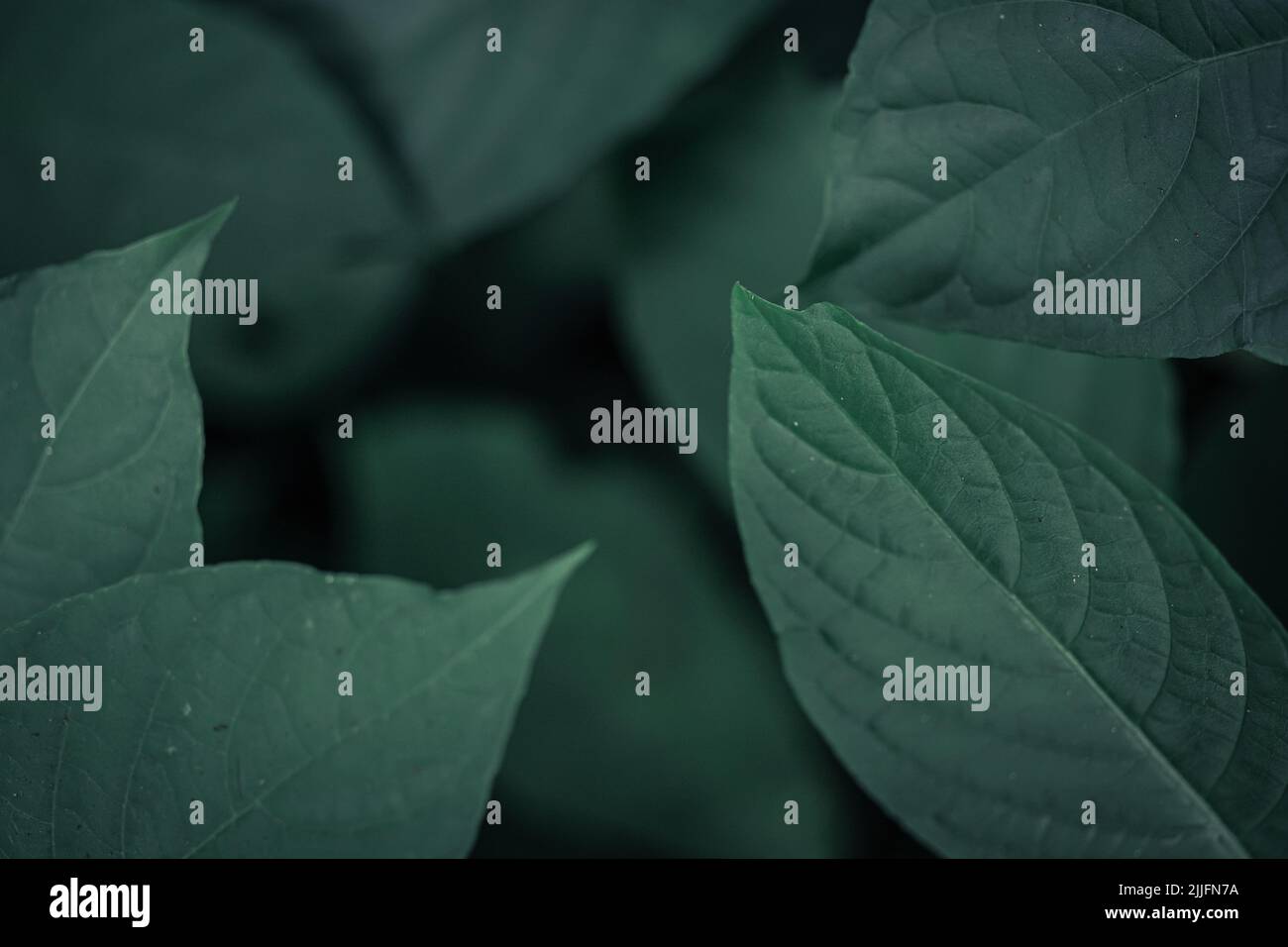 Green leaves pattern background, Natural background and wallpaper Stock ...