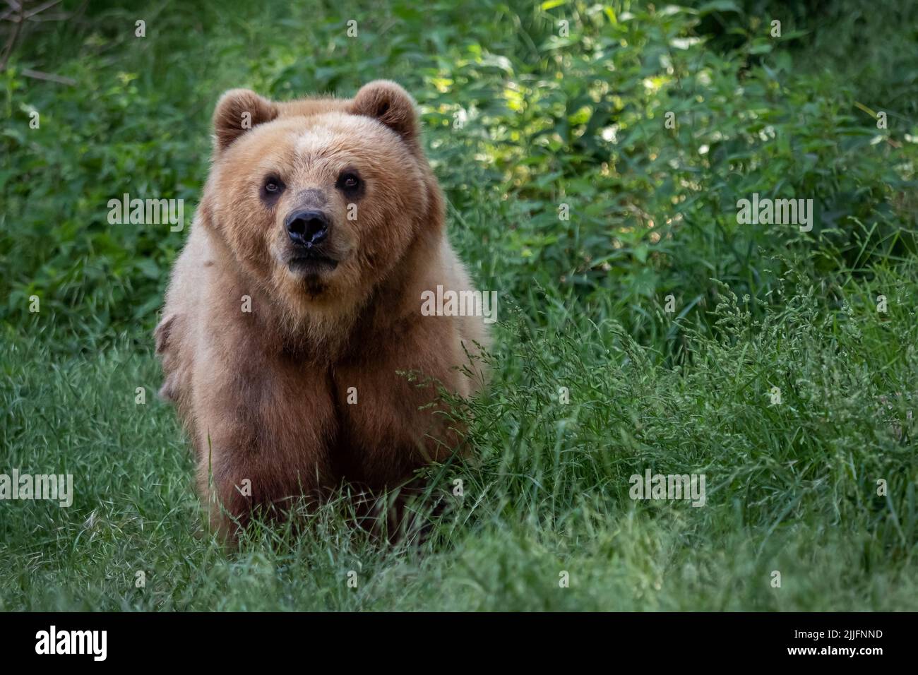 Kamchatka bear in the grass (Ursus arctos beringianus Stock Photo - Alamy
