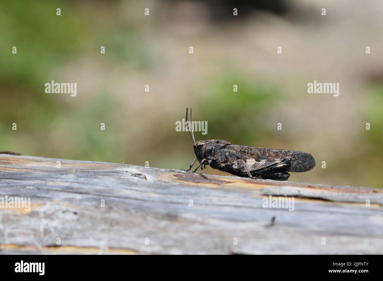 Rattle grasshopper (Psophus stridulus) photographed in Lechtal, Austria Stock Photo