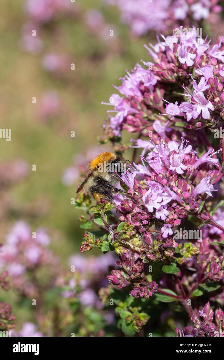 Honey Bee (Apis mellifera) on Oregano (Origanum laevigatum 'Herrenhausen') Stock Photo
