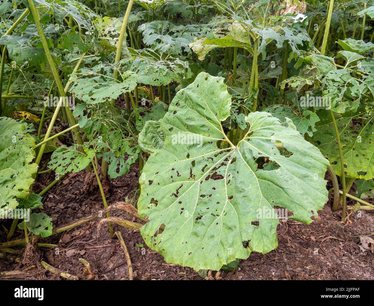 The green leaves of Poor Man's Umbrella plant (Gunnera insignis) that are eaten by mice and other pests. Stock Photo