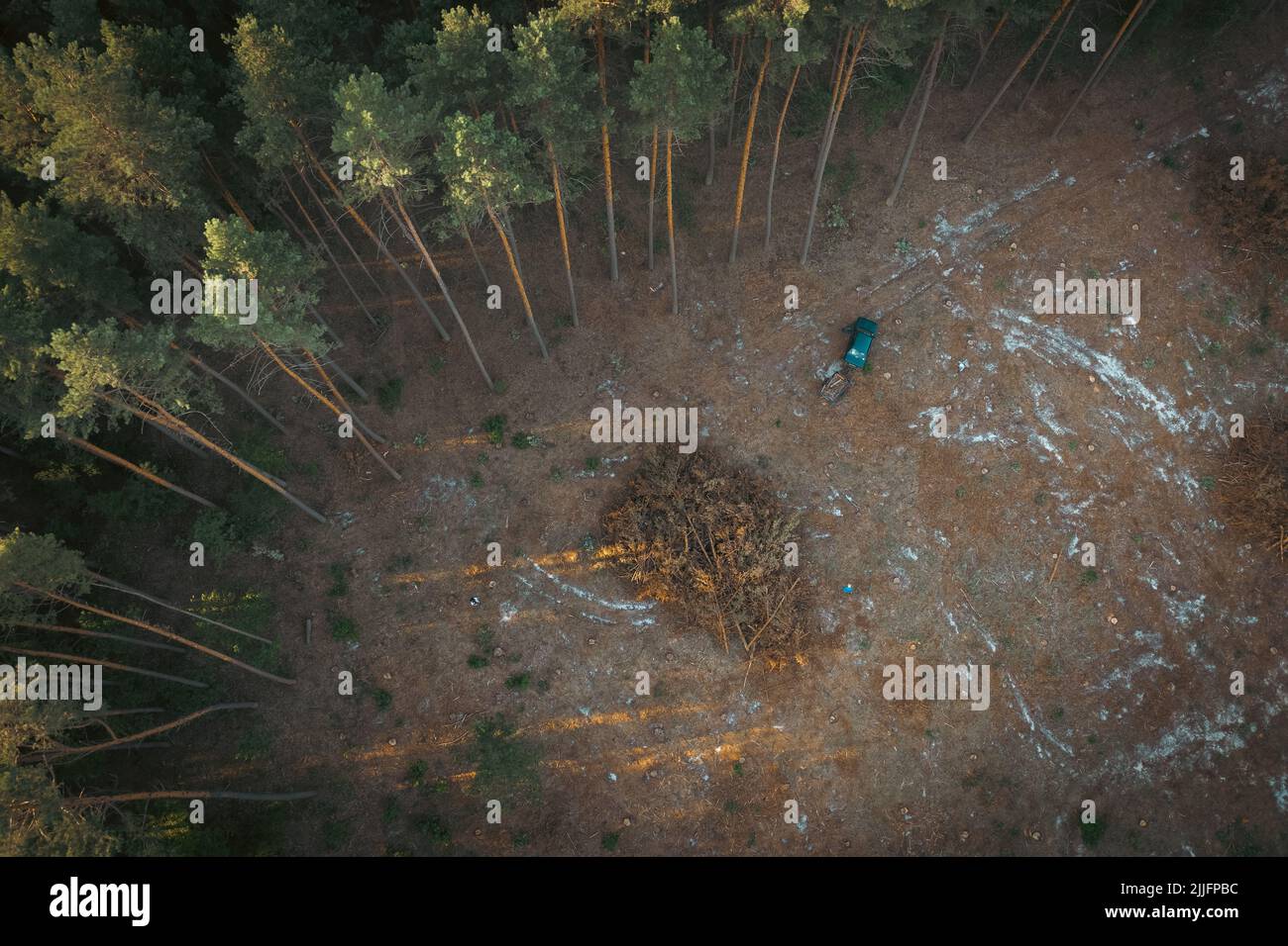 Illegal logging An empty clearing among the forest with pine trees. A