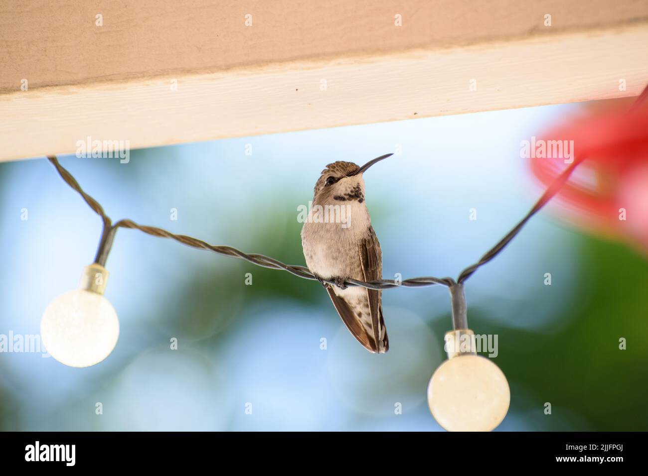 a closeup shot of a hummingbird sitting on the outdoor string lights Stock Photo