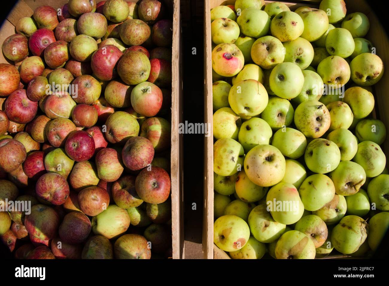 It is autumn and the harvest of coloured apples is delivered in wooden boxes Stock Photo