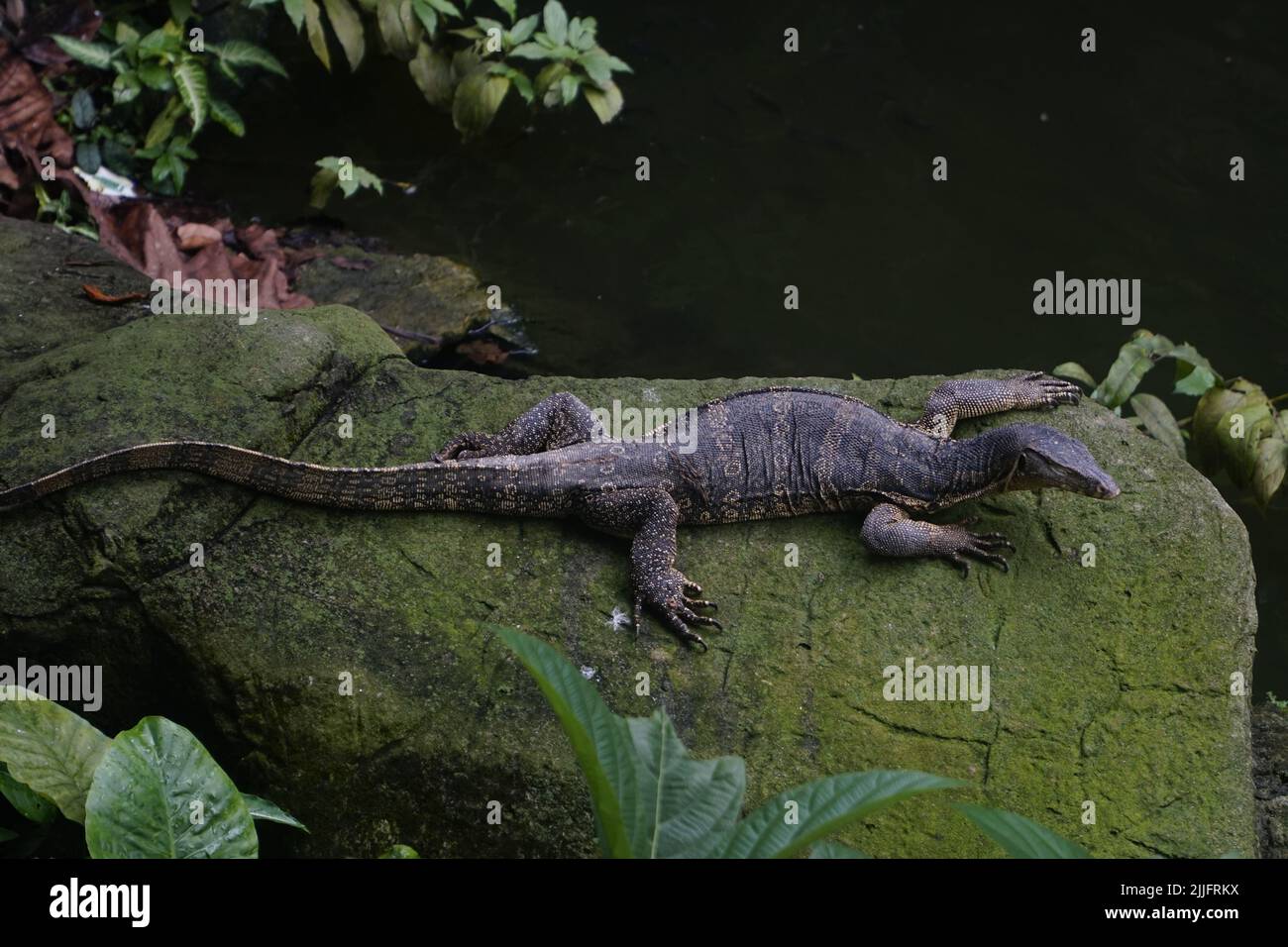 A monitor lizard sunbathing on a rock, Kuala Lumpur, Malaysia Stock