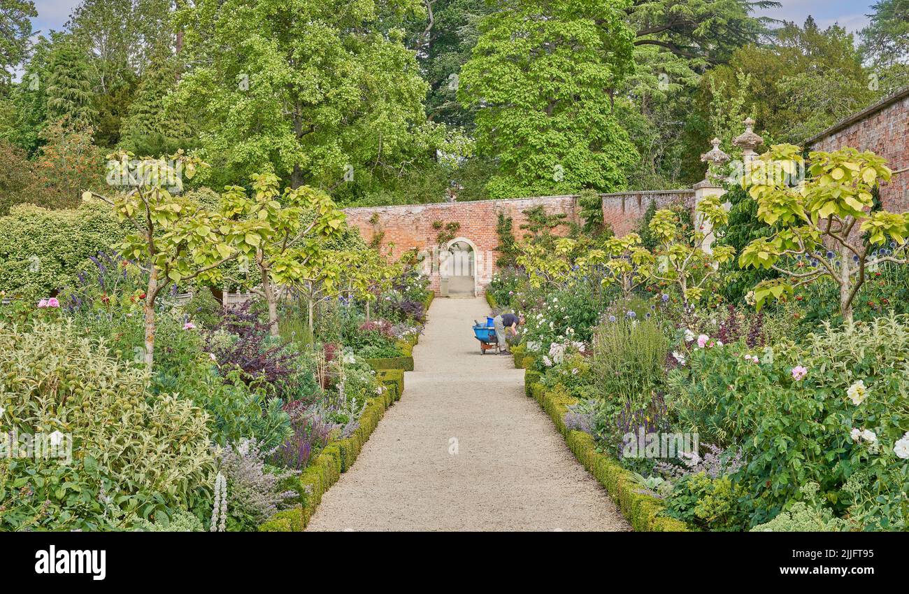 Gardening in a walled garden with gravel path and traditional herbacious perennial planting in summer Stock Photo
