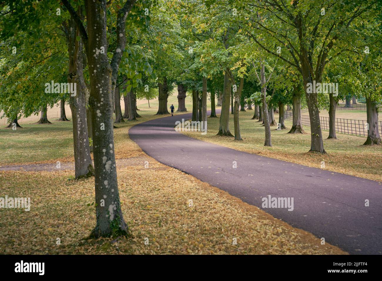 A lane passing through trees in autumn with person walking Stock Photo