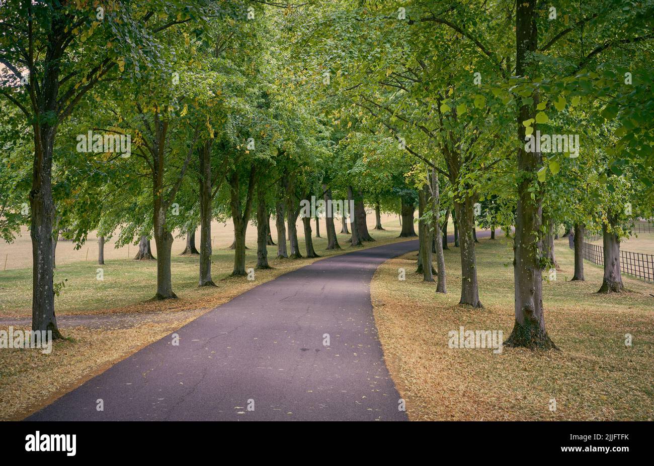 An empty lane passing through trees in autumn Stock Photo