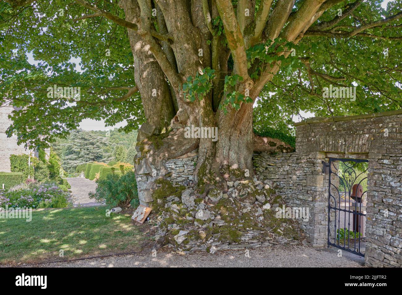 Ancient Sycamore tree growing ona Cotswold Stone Wall at Miderden Garden Stock Photo