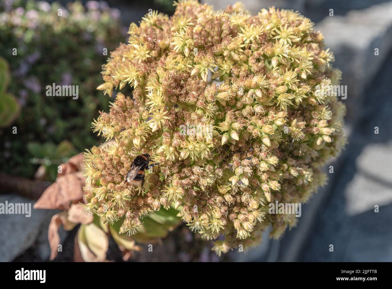 aeonium arboreum yellow flower with a big bumble bee gathering nectar Stock Photo