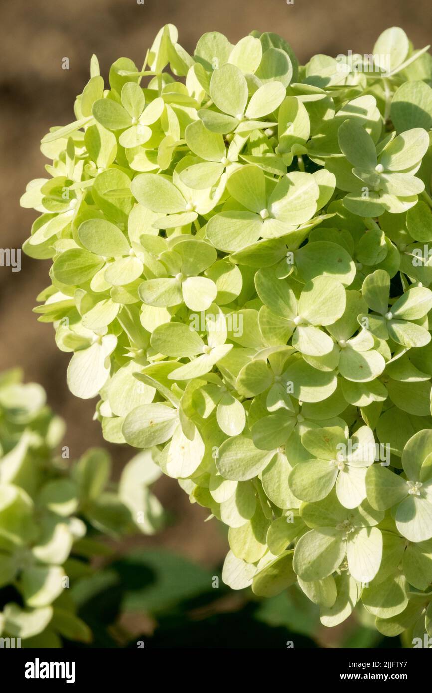 Hardy, Hydrangea paniculata, Flowering, Hydrangeas, Panicle Hydrangea, Hydrangea 'Mojito' Bright flower lemon colour Stock Photo