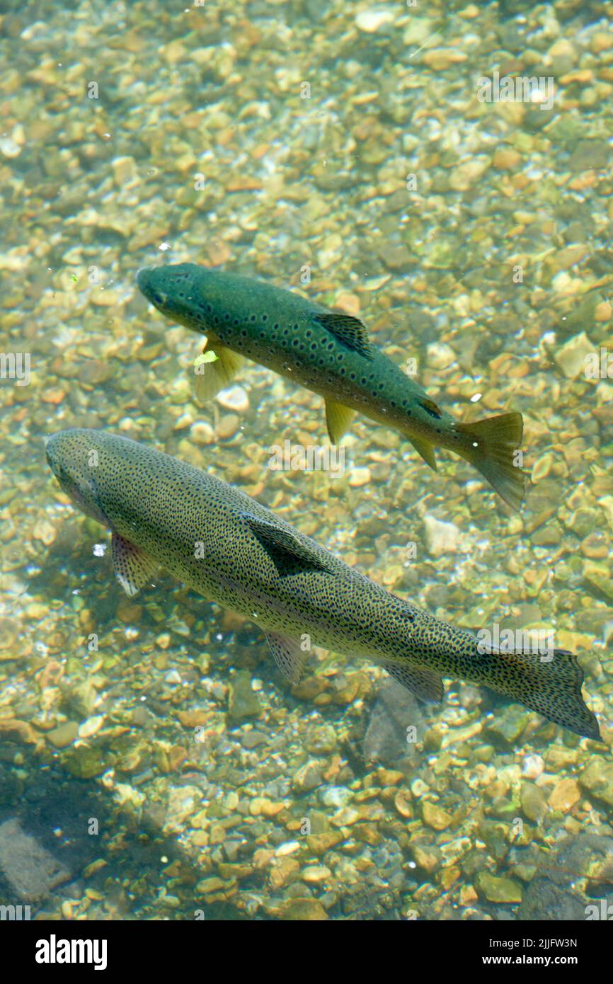 Wild Brown Trout swimming in a chalk stream Stock Photo