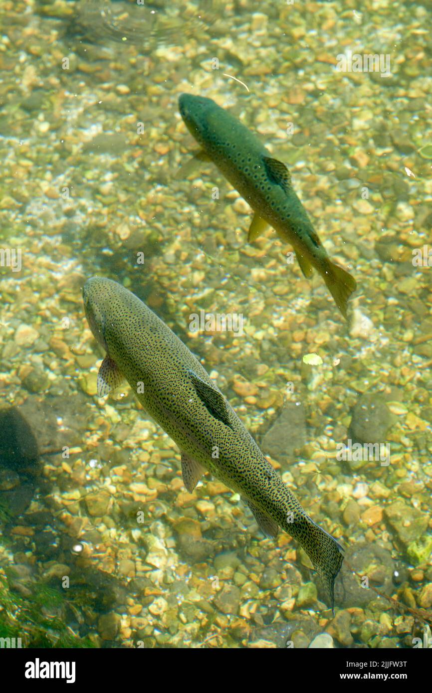 Wild Brown Trout swimming in a chalk stream Stock Photo