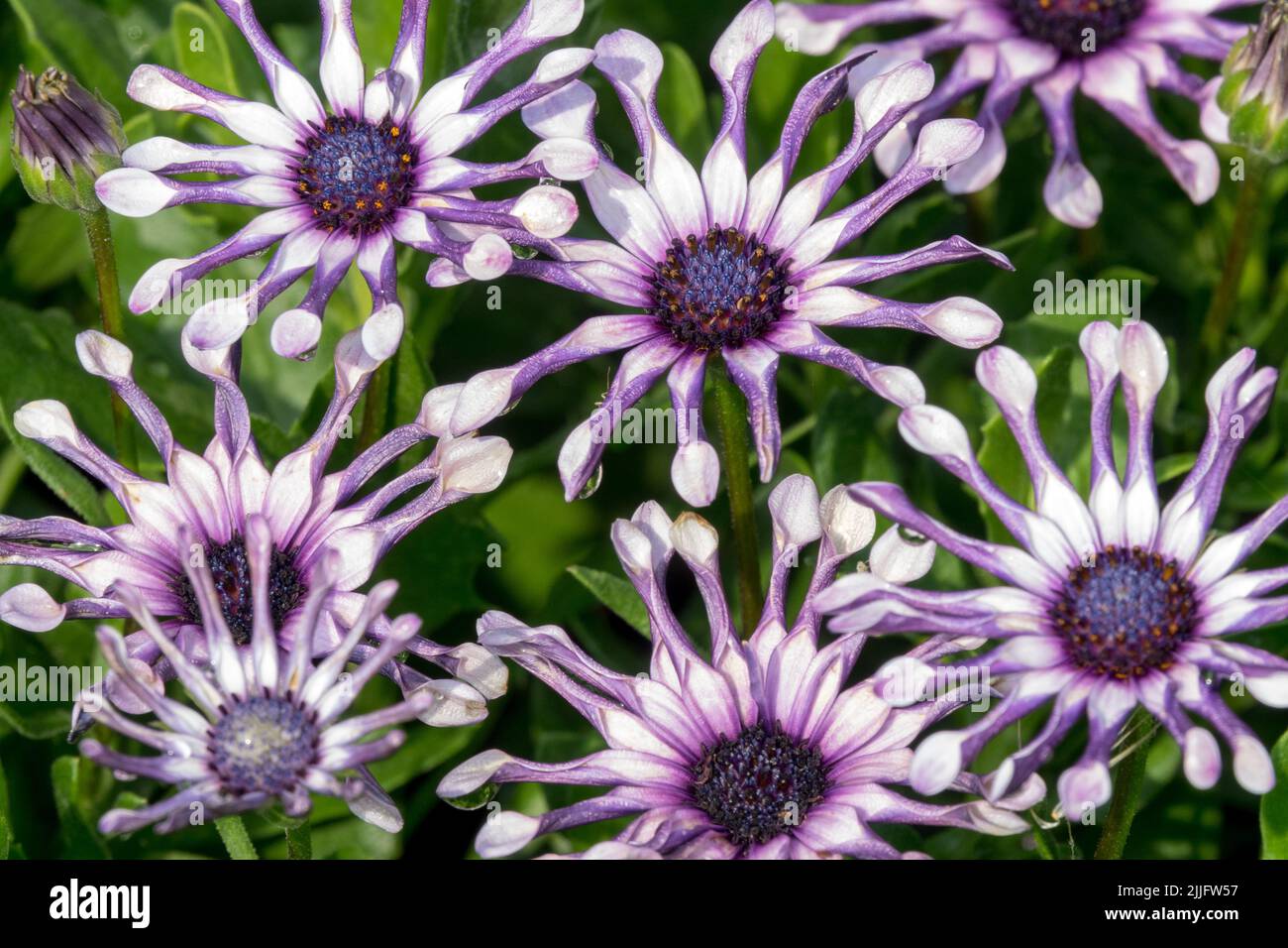 Annual, Daisies, Blue white, Osteospermum, 'White Spoon', Flowers, Cape daisy, African daisy, Bright, Daisy plant Osteospermum Stock Photo