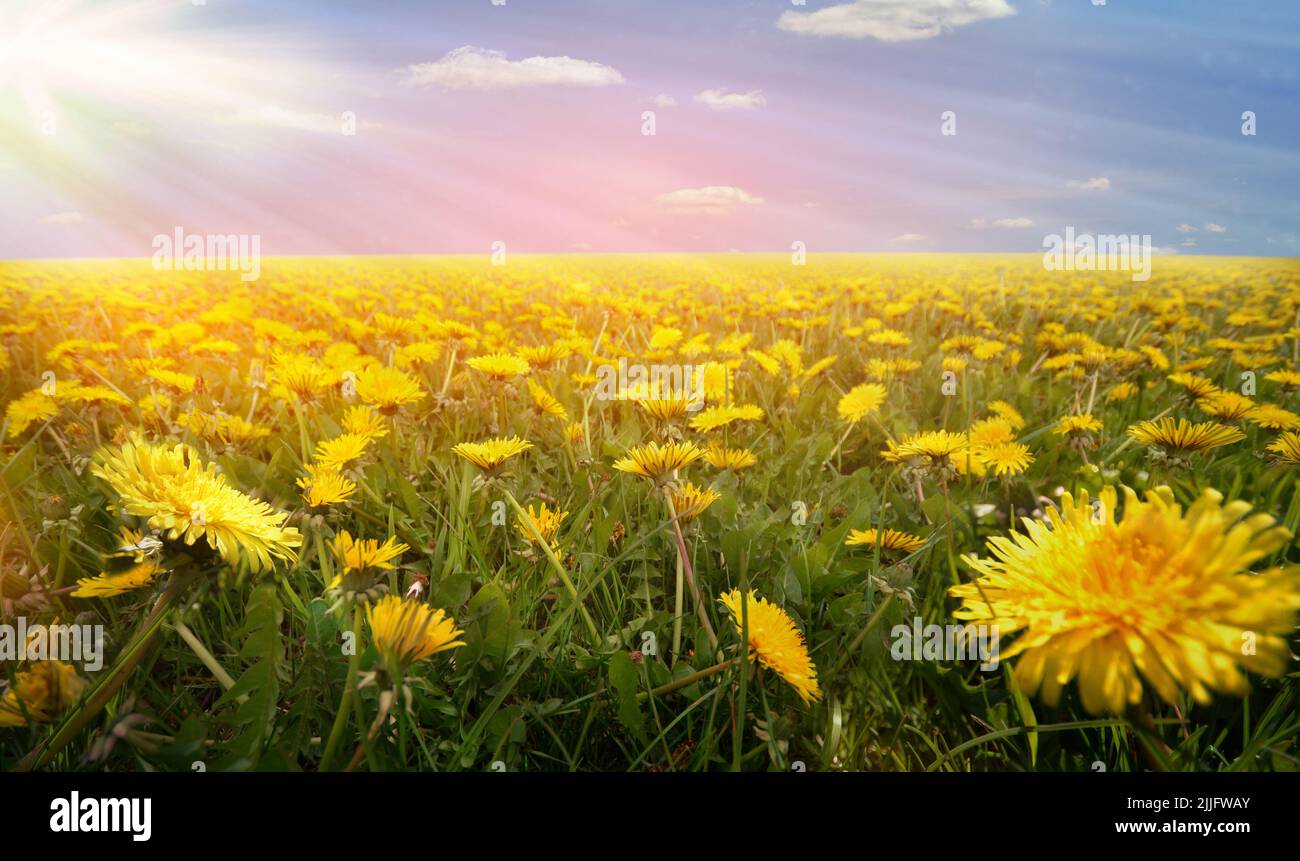 dandelion vintage panorama flowers sunset mood field Stock Photo