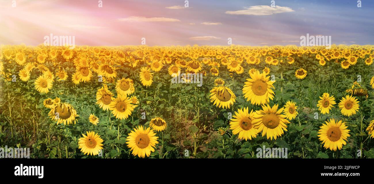 sunflowers vintage panorama flowers sunset mood sun Stock Photo