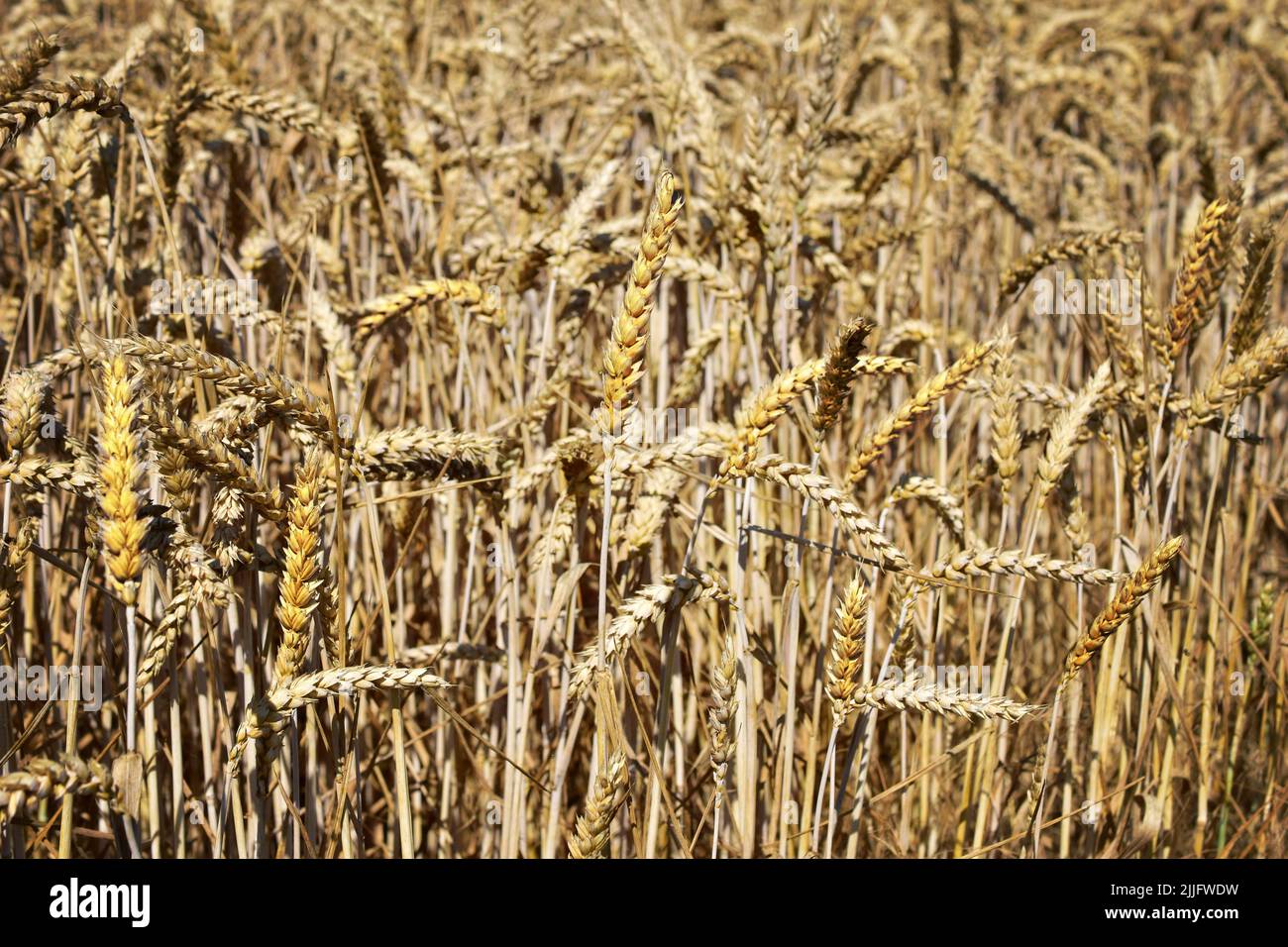 Wheat field grain harvest panorama landscape agriculture Stock Photo
