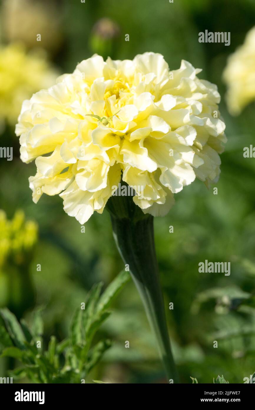 African marigold, Tagetes 'Kilimanjaro White', Tagetes erecta, White, Marigold, Flower Stock Photo