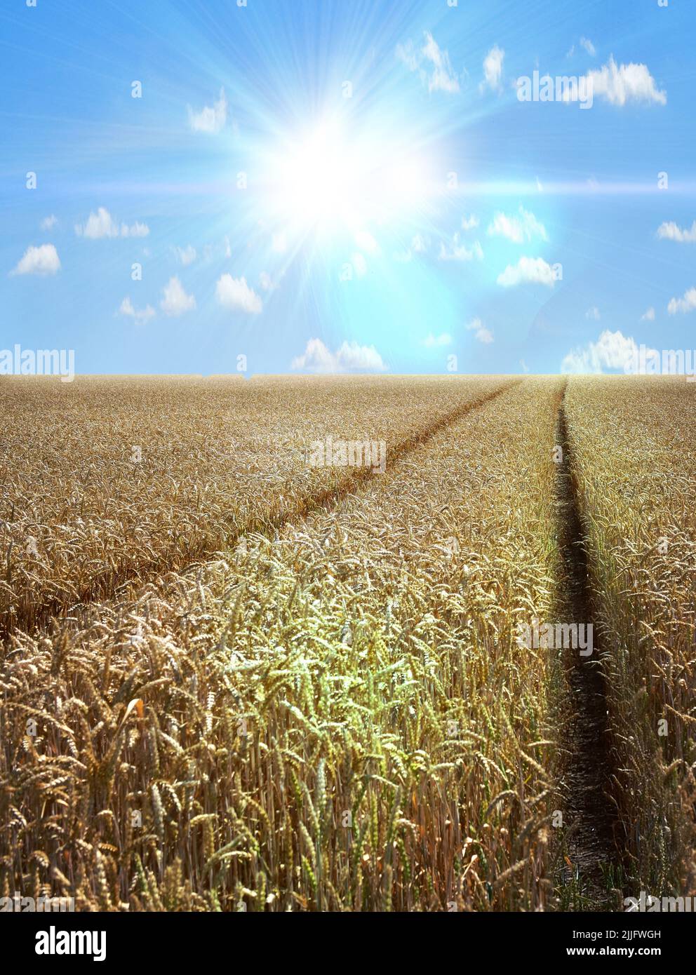 Wheat field grain harvest landscape agriculture summer Stock Photo