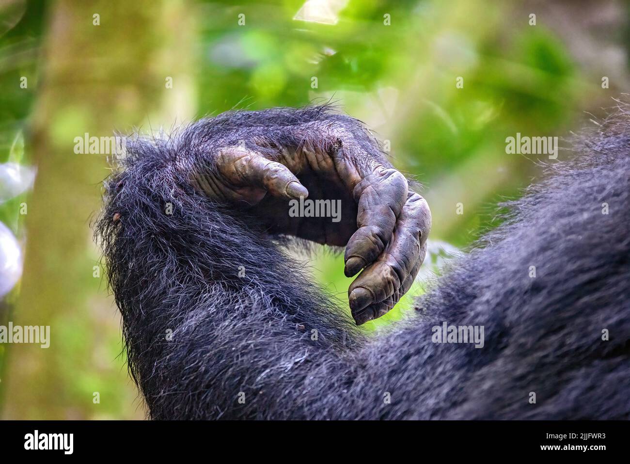 Arm and hand detail of an adult common chimpanzee, pan troglodytes, in Kibale Forest, Uganda A protected area where the endangered chimps are part of Stock Photo