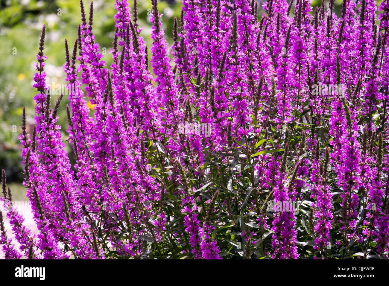 Purple Loosestrife, Lythrum virgatum 'Dropmore Purple', Hardy Summer Plant Lythrum 'Dropmore Purple' Stock Photo