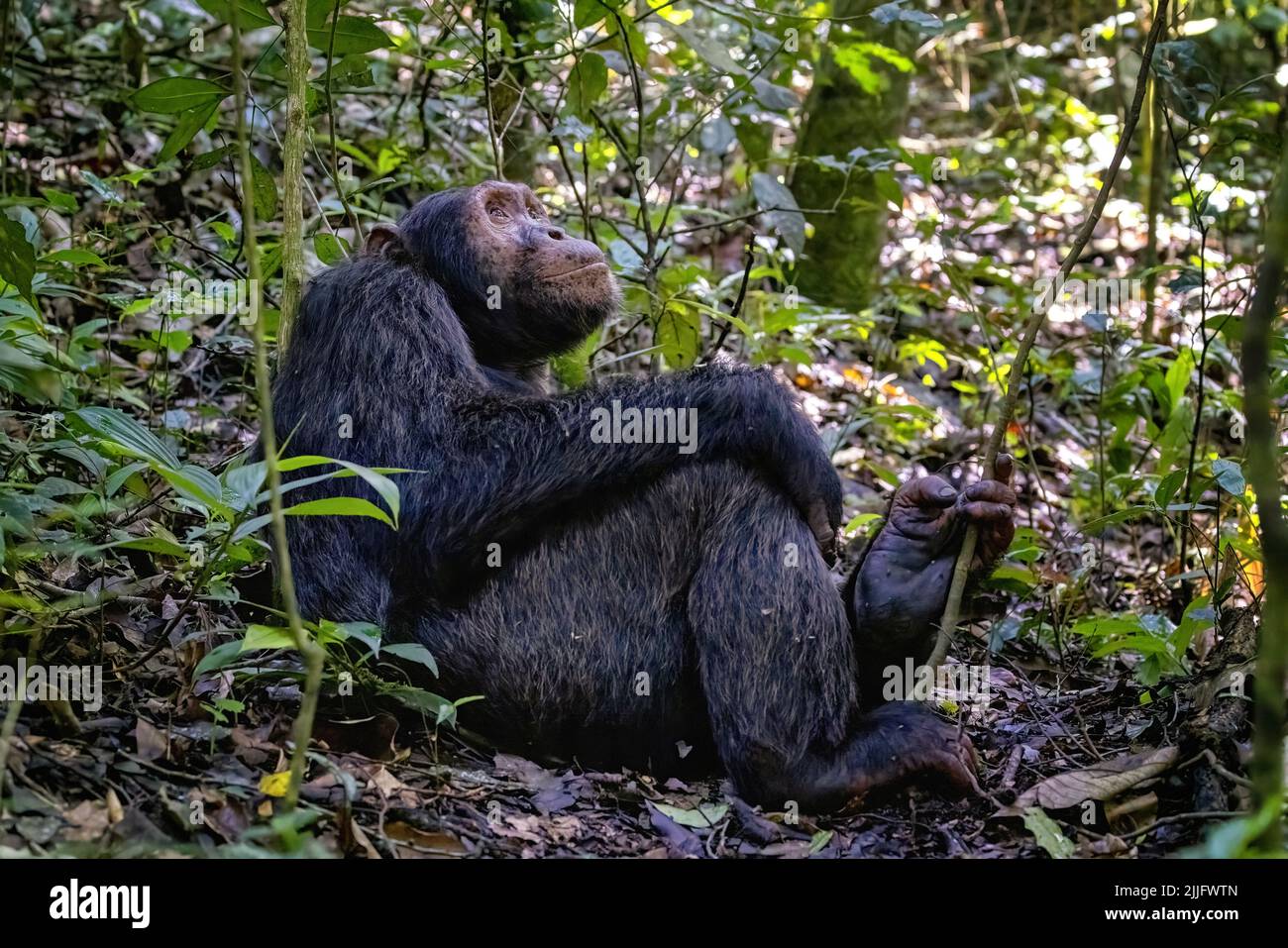 Adult chimpanzee, pan troglodytes, reclining in the rainforest of Kibale National Park, western Uganda. The park conservation programme means that som Stock Photo