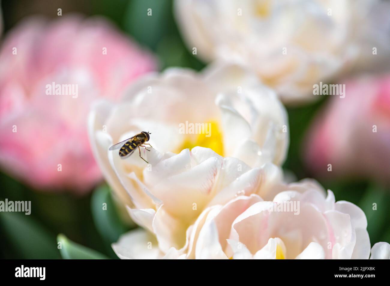 A closeup of honey bee collecting nectar from petals of white Columbus tulip growing in summer garden Stock Photo