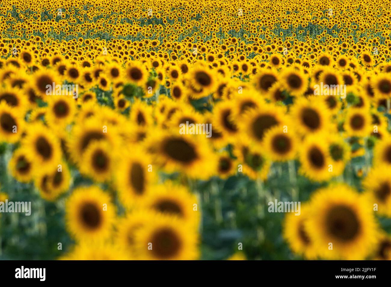 Sunflowers growing in a filed during a summer day. Stock Photo