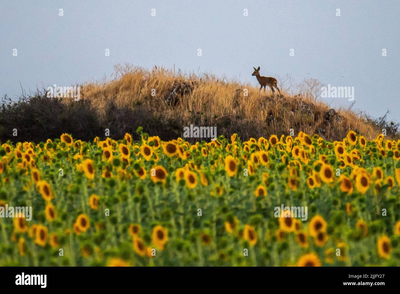 A roe deer is seen in a field of sunflowers during a summer day. Stock Photo
