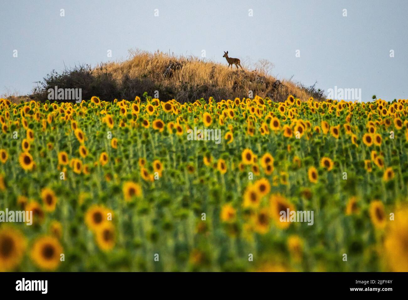A roe deer is seen in a field of sunflowers during a summer day. Stock Photo