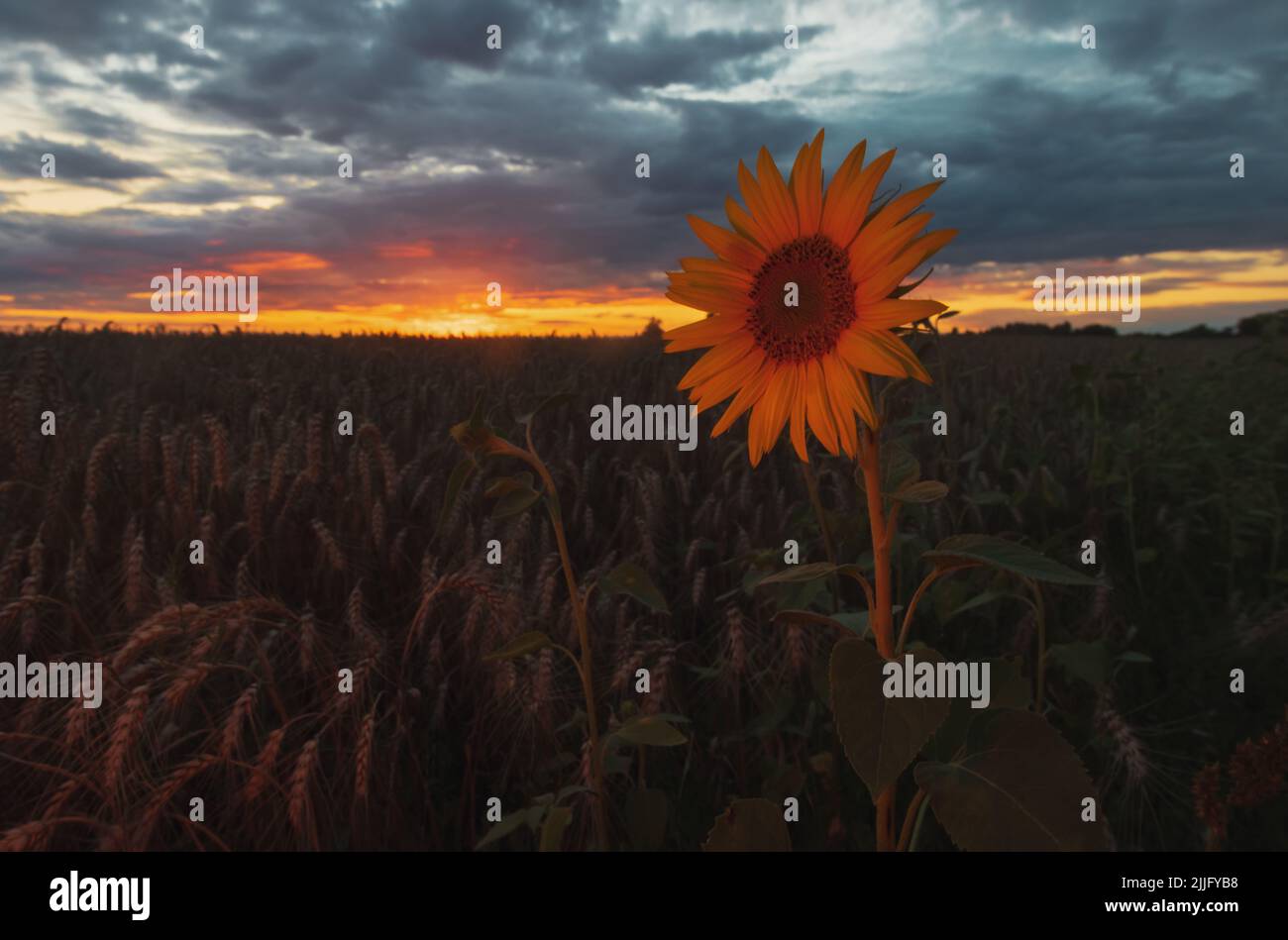 lone sunflower over a field of wheat at sunset Stock Photo