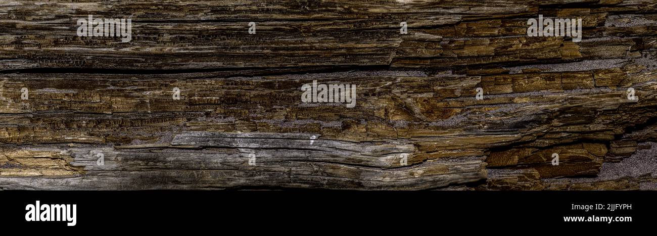 Panorama of an old dark rough wood floor or surface with splinters and ...