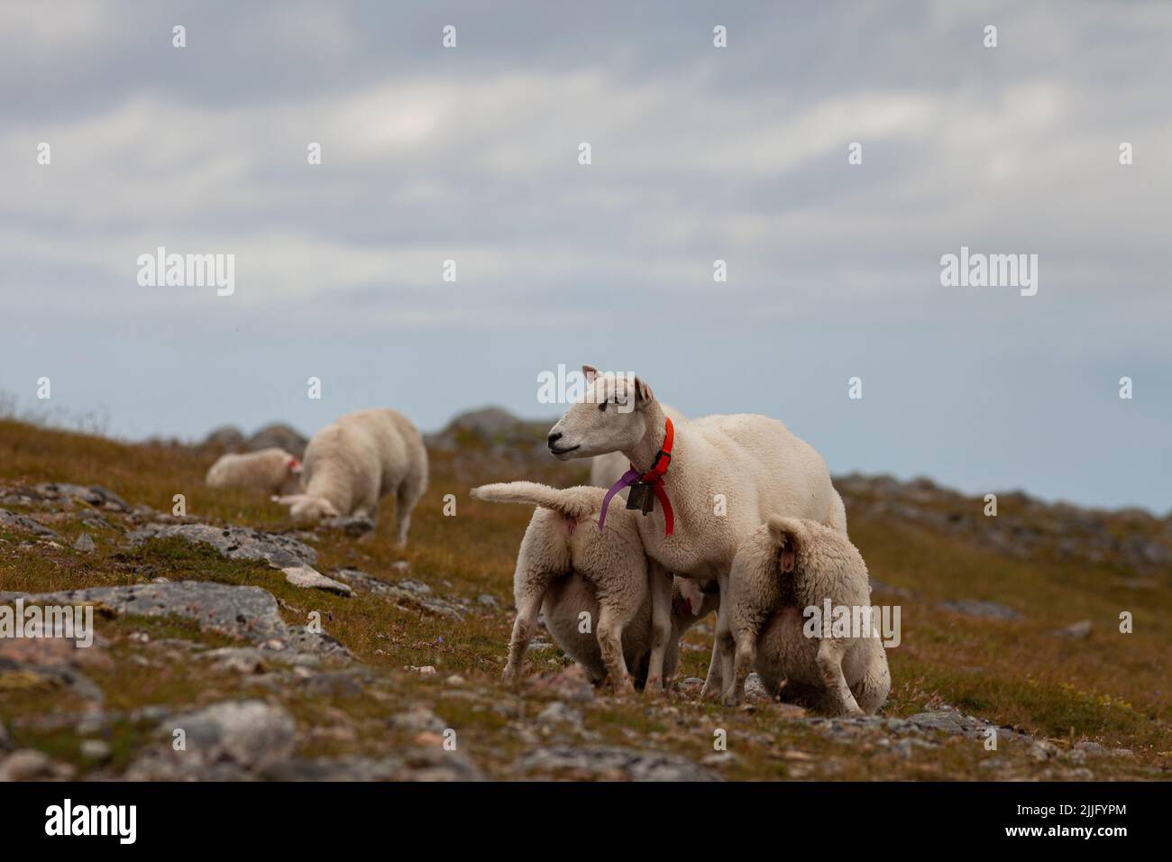Mother sheep feeding two lambs in the meadow. Stock Photo
