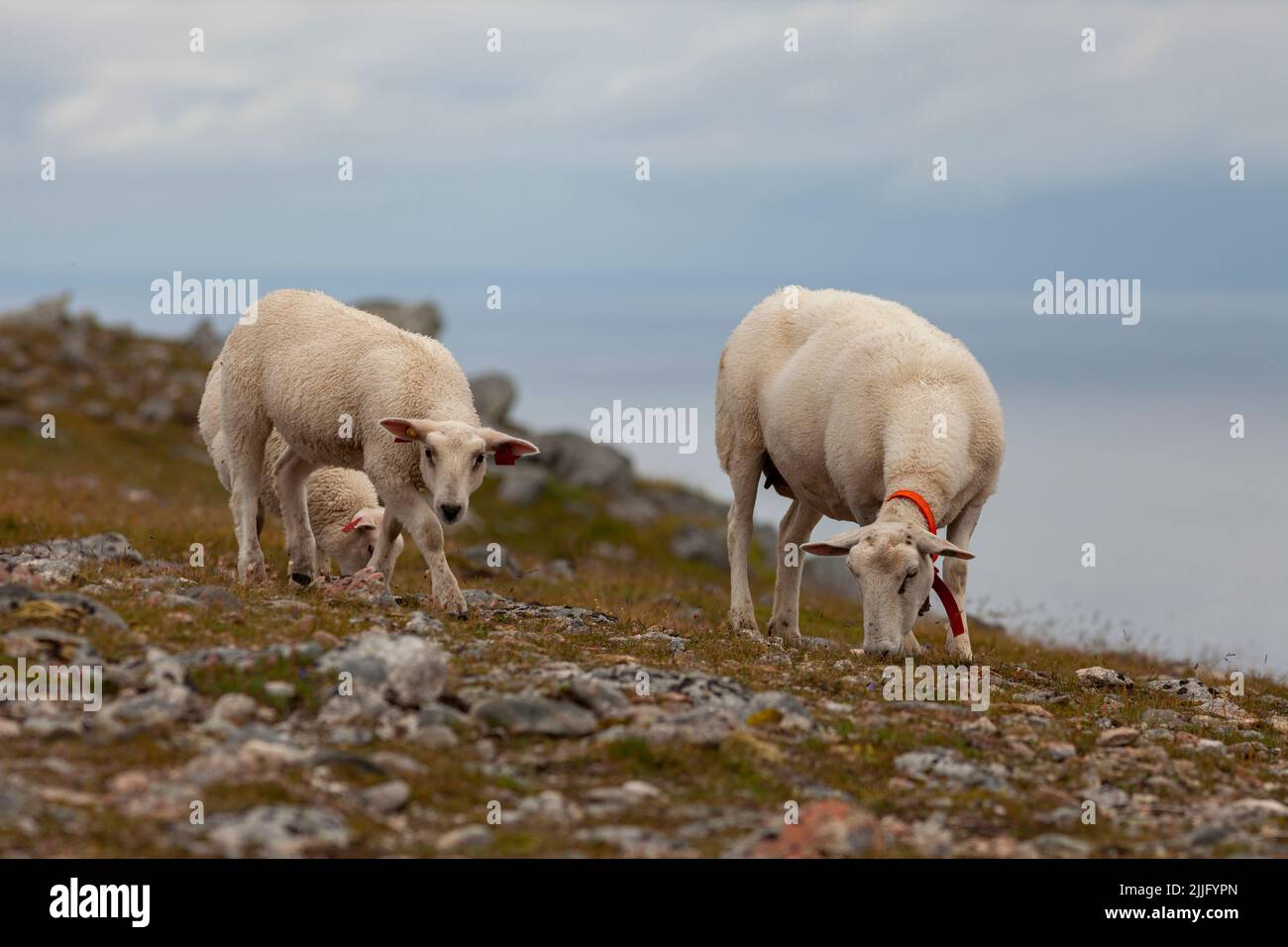 A grazing flock of sheep on a mountainside. Cloudy background and a Nordic agriculture. Stock Photo