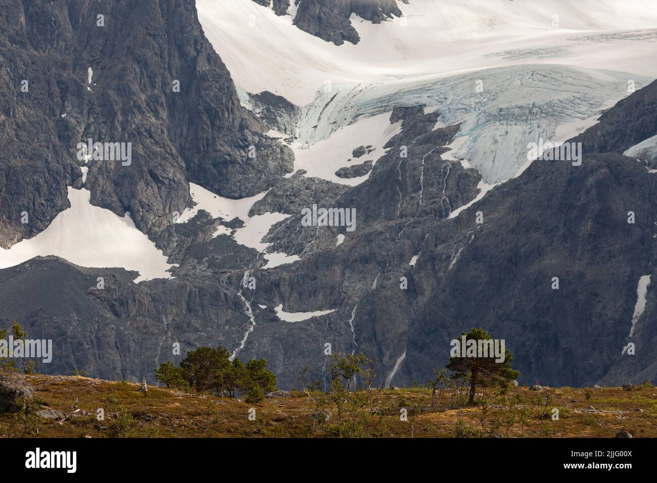 Glacier in Lyngen Alps. Large glacier on the foot of a mountain with a meadow in the foreground and a large tree. Stock Photo