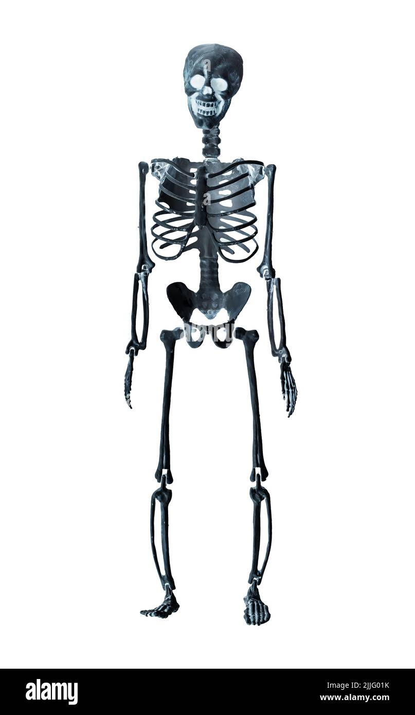 Human skeleton model isolated on white background. X-ray, bones examination concept. Front view. Medical problems, fractures detection. High quality photo Stock Photo